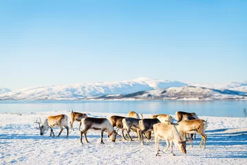 Printed roller blinds Reindeer Reindeer in Northern Norway