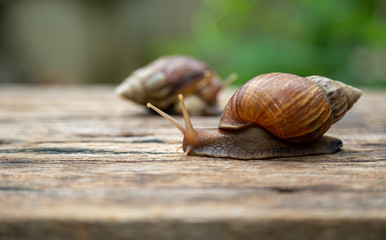 snail is walking on the old wooden floor