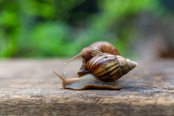 2 snails are about to breed