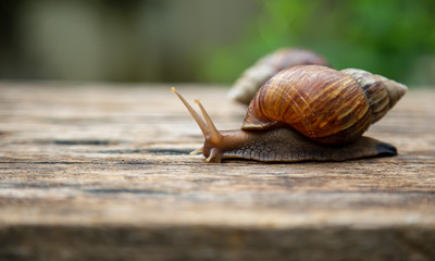 snail is walking on the old wooden floor