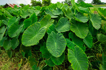 Giant taro Green weed in tropical wetlands There are large green leaves resembling the elephant's ear. Can be used as pet food.