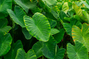 Giant taro Green weed in tropical wetlands There are large green leaves resembling the elephant's...