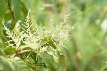 Coffee Hill Flower and Forest plant