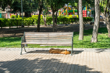 Dog under Bench in Park in San Jose de Maipo