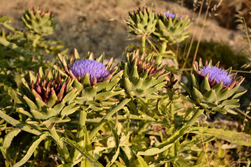 Blooming purple flowers of artichoke in a garden in Malta