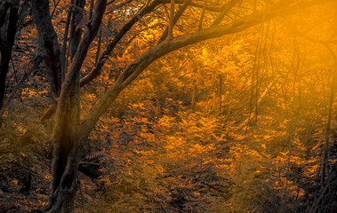 Landscape shot of tree canopy and a beam of sunray or light visible through it, Tyndall effect.