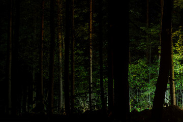 View from the night forest on the lights of the road. The concept is frightening loneliness and the danger of meeting strangers.