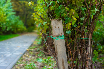 Volunteer-mounted props to support bushes and other plants in the park