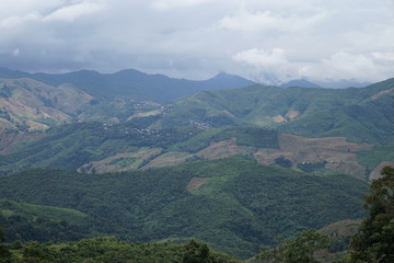 Coffee Hill Flower and Forest plant