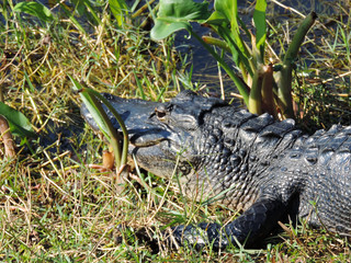 Close Up of an Alligator along Tram Road Trail to Shark Valley Observation Tower in Everglades National Park in Florida