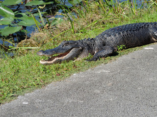 Alligator along Tram Road Trail to Shark Valley Observation Tower in Everglades National Park in Florida