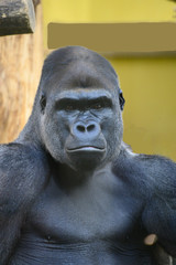 portrait of an african gorilla