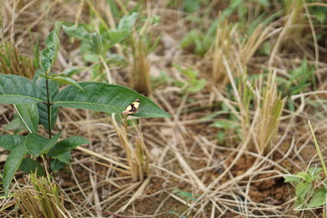 Coffee Hill Flower and Forest plant