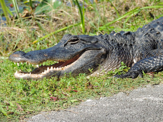 Alligator along Tram Road Trail to Shark Valley Observation Tower in Everglades National Park in Florida