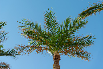 Fototapeta premium Palm tree on a blue sky with sunbeams. Vacation and travel concept. Background.