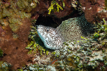 spotted moray on a reef