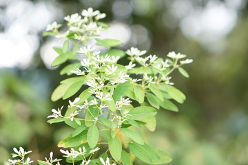 Coffee Hill Flower and Forest plant