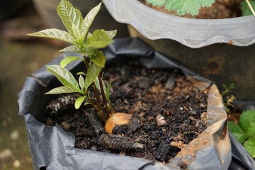 Coffee Hill Flower and Forest plant
