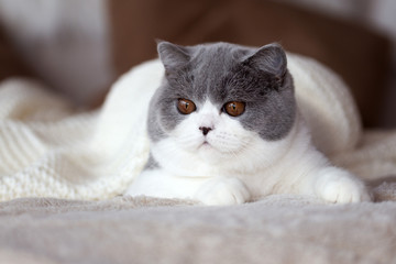 Britisch Kurzhaar Katze in blue-white unter einer Decke