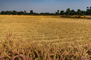 Awesome creative pattern view of paddy harvesting after cut the rice tree form rural village farm...
