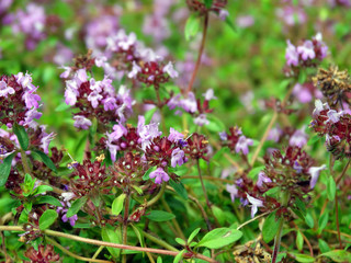 Purple flowers