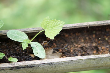 Coffee Hill Flower and Forest plant