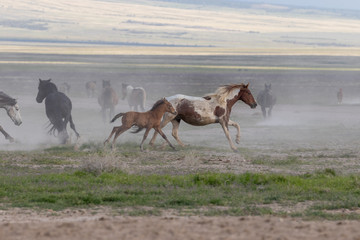Obraz na płótnie Canvas Wild Horses in the Utah Desert in Spring