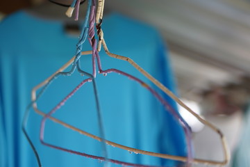 Coffee Hill Flower and Forest plant