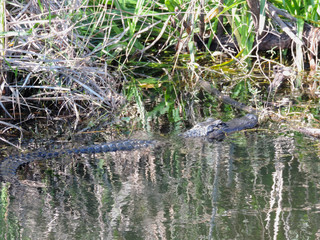 Alligator along Tram Road Trail to Shark Valley Observation Tower in Everglades National Park in Florida