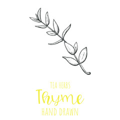 Thyme herb hand drawn vector illustration, isolated herbal tea sketch.