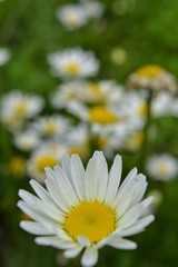 daisies in the garden