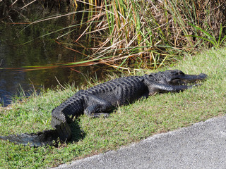 Alligator along Tram Road Trail to Shark Valley Observation Tower in Everglades National Park in Florida