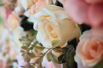 Color rose flowers for background,on the wall.