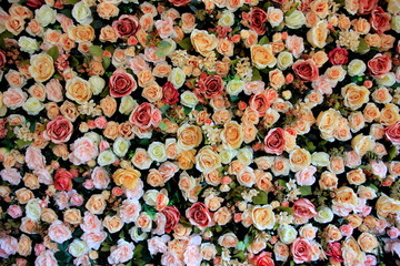 Color rose flowers for background,on the wall.
