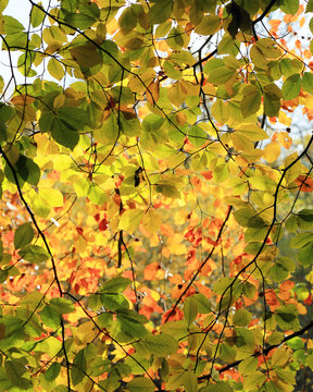 Beech tree leaves in Autumn / fall 
