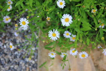 Selective focus white flowers on the way to the garden.