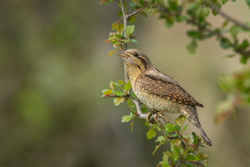 Eurasian Wryneck (Jynx torquilla) on a branch in Slovakia