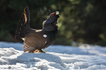 Tetrao urogallus in wild nature in spruce forest, western capercaillie