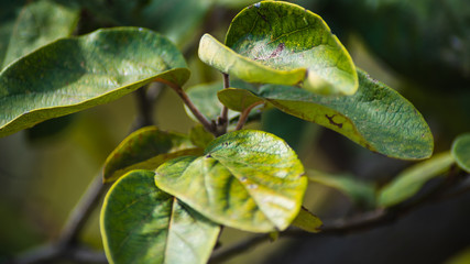 Hojas de plantas verdes con sol 16