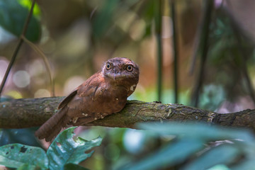 Sri Lanka Frogmouth (Batrachostomus moniliger)