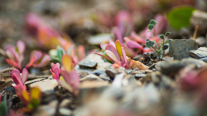 Plantas rosas sobre rocas 4