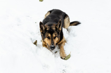 The Eastern European shepherd dog lies on the snow in winter.