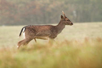 Young Fallow Deer