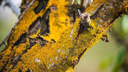 Arbol con musgo amarillo 3