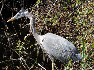 Birds along Tram Road Trail to Shark Valley Observation Tower in Everglades National Park in Florida
