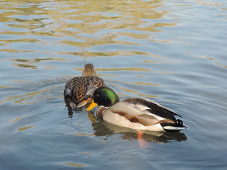 couple of ducks on the background of calm water in a pond in the Park on a dark autumn day. preparation for migration of migratory birds