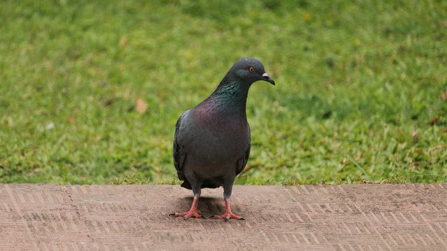 An isolated picture of a pigeon bird with a nice background.