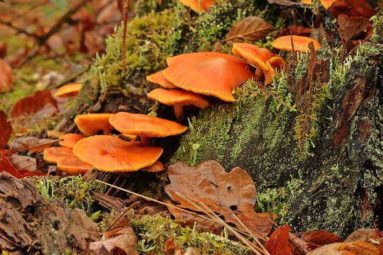 Fl&auml;mmling (Gymnopilus spec.) an Baumstumpf