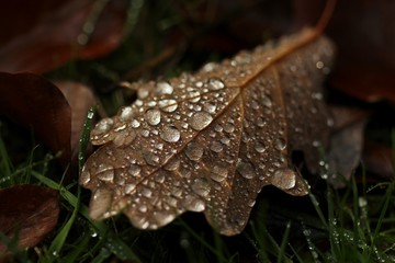 Eichenblatt im Herbst mit Regentropfen