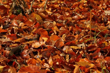 Nasses Buchenlaub im Herbst